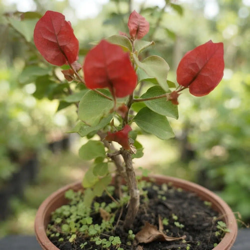 Bugambilia Pequeña Planta Enredadera