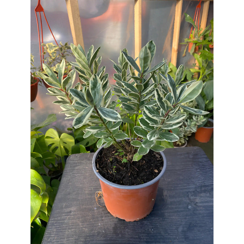 Verónica Variegada 30 cm — Arbusto Ornamental Exterior
