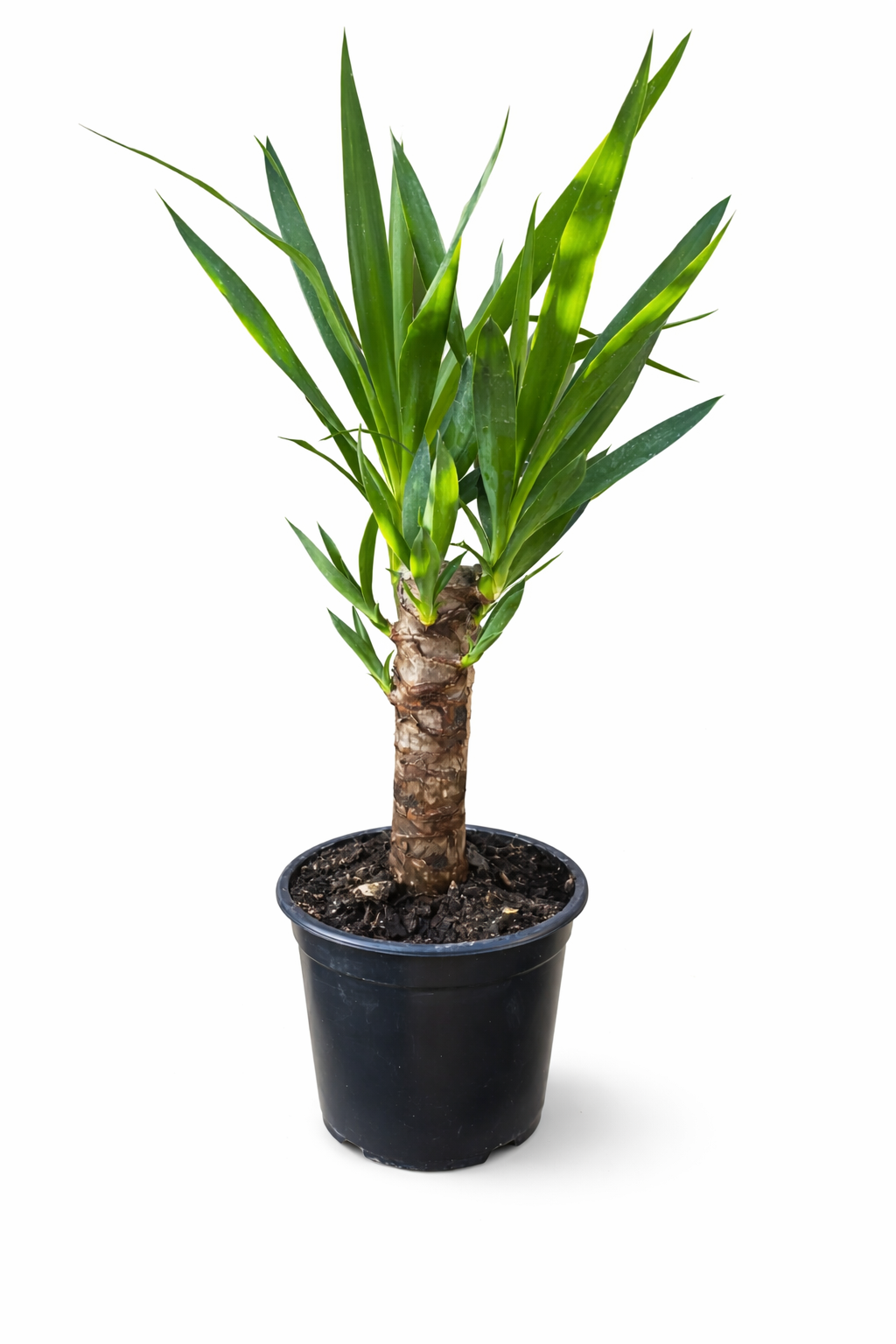 Yuca Palmera interior