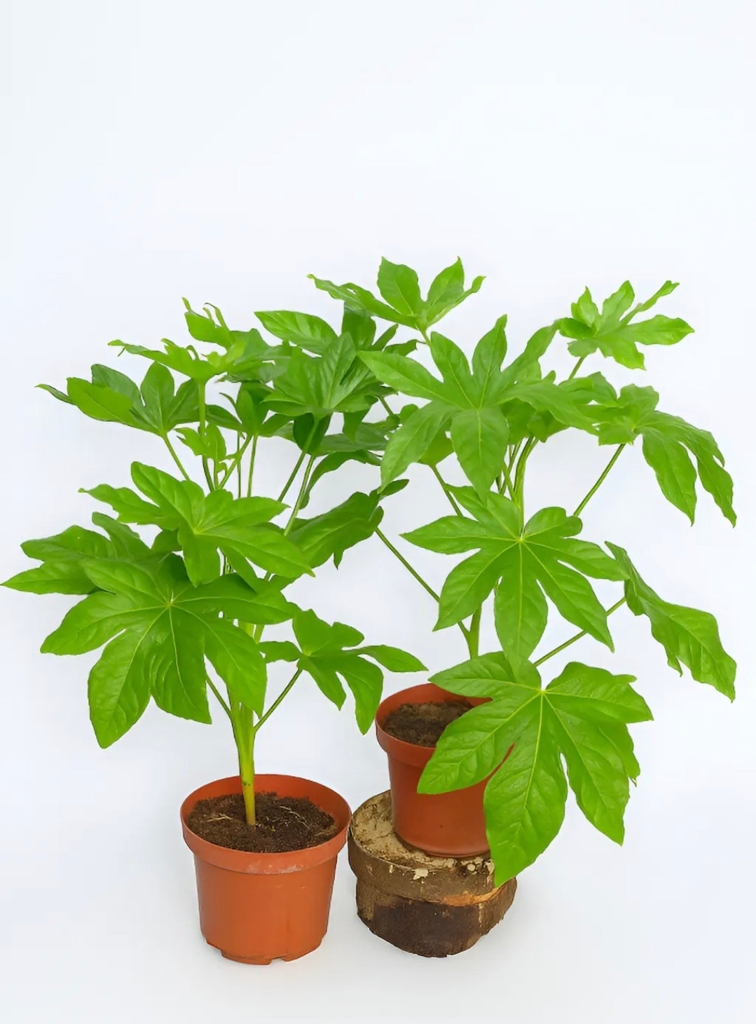 Aralia Japonica