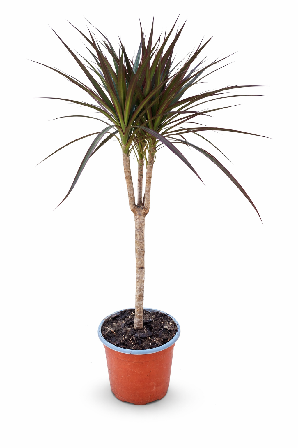 Dracena Marginata grande