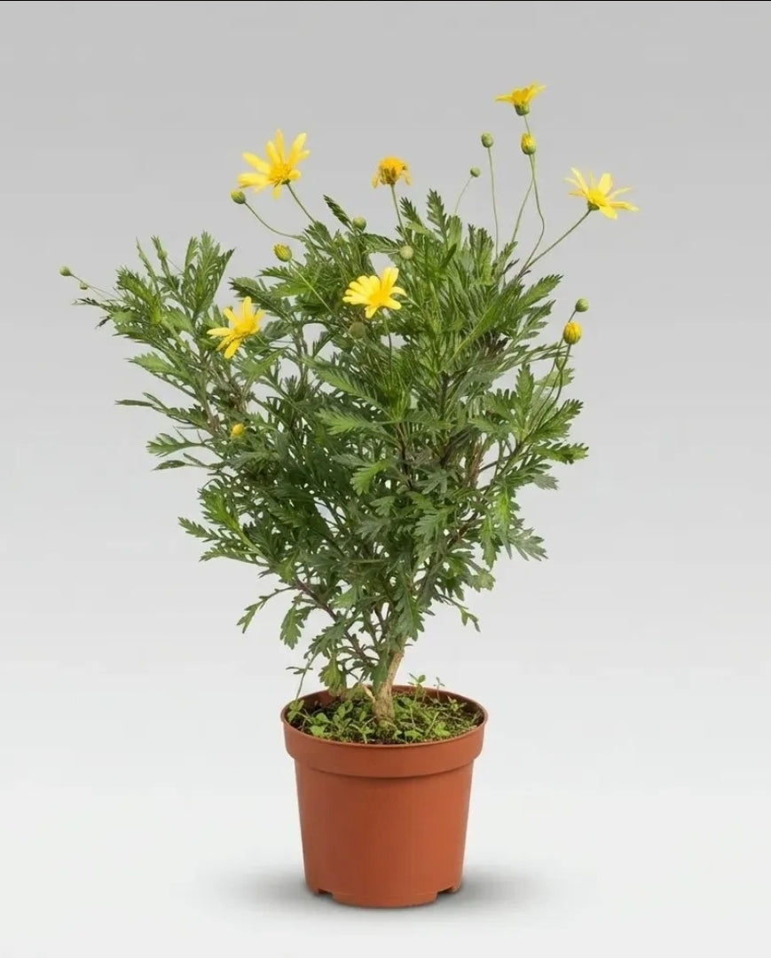 Paquerette Arbusto Ornamental Amarillo