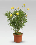 Paquerette Arbusto Ornamental Amarillo