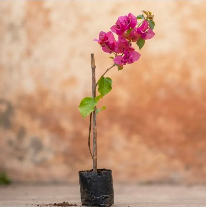 Bugambilia Pequeña Planta Trepadora Fucsia