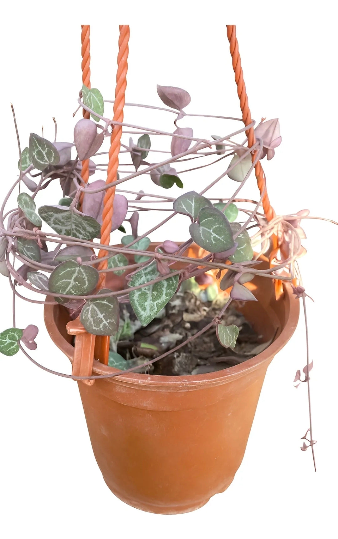 Ceropegia woodi