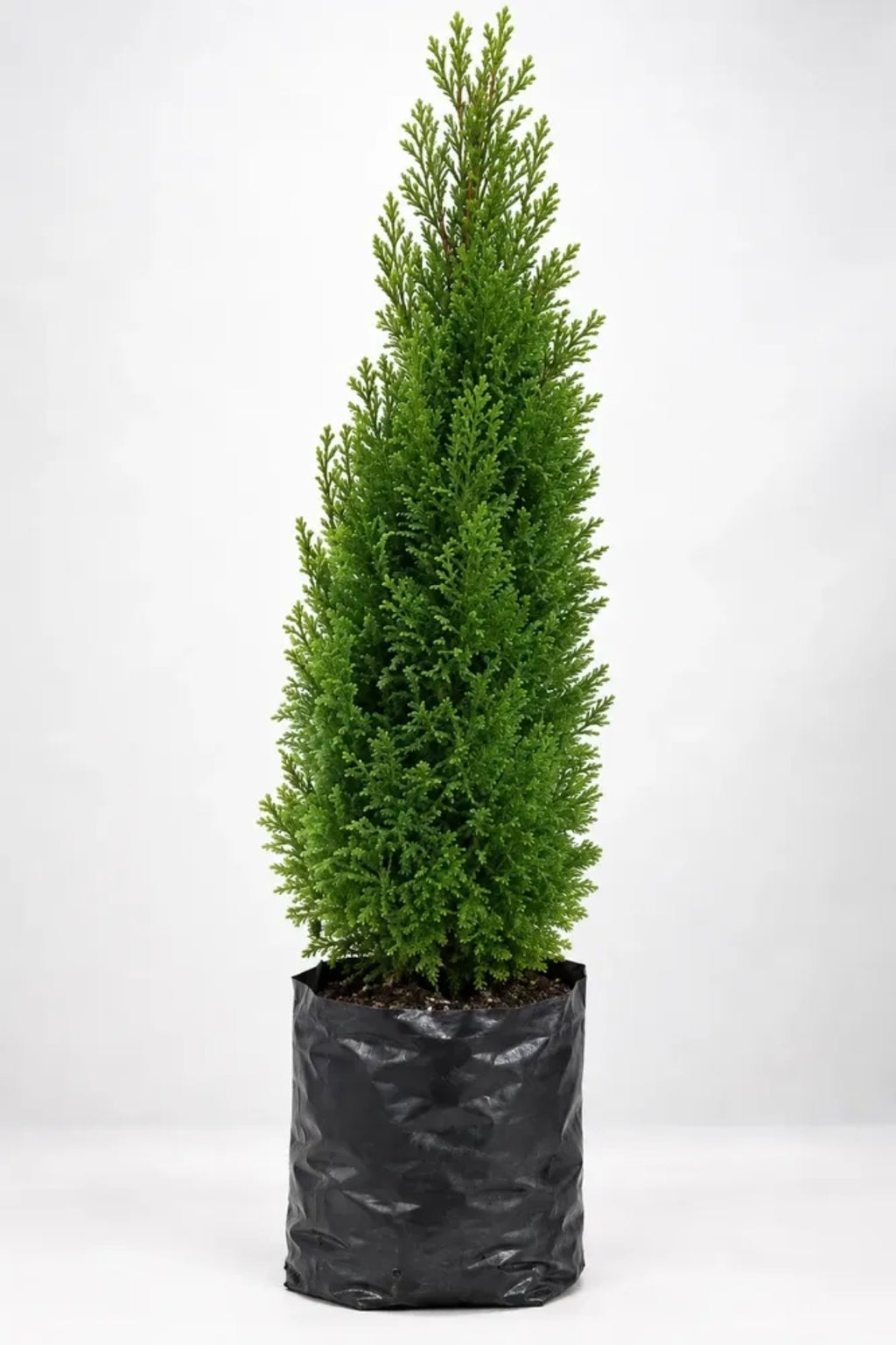Pino Natural Azul Elwoodii