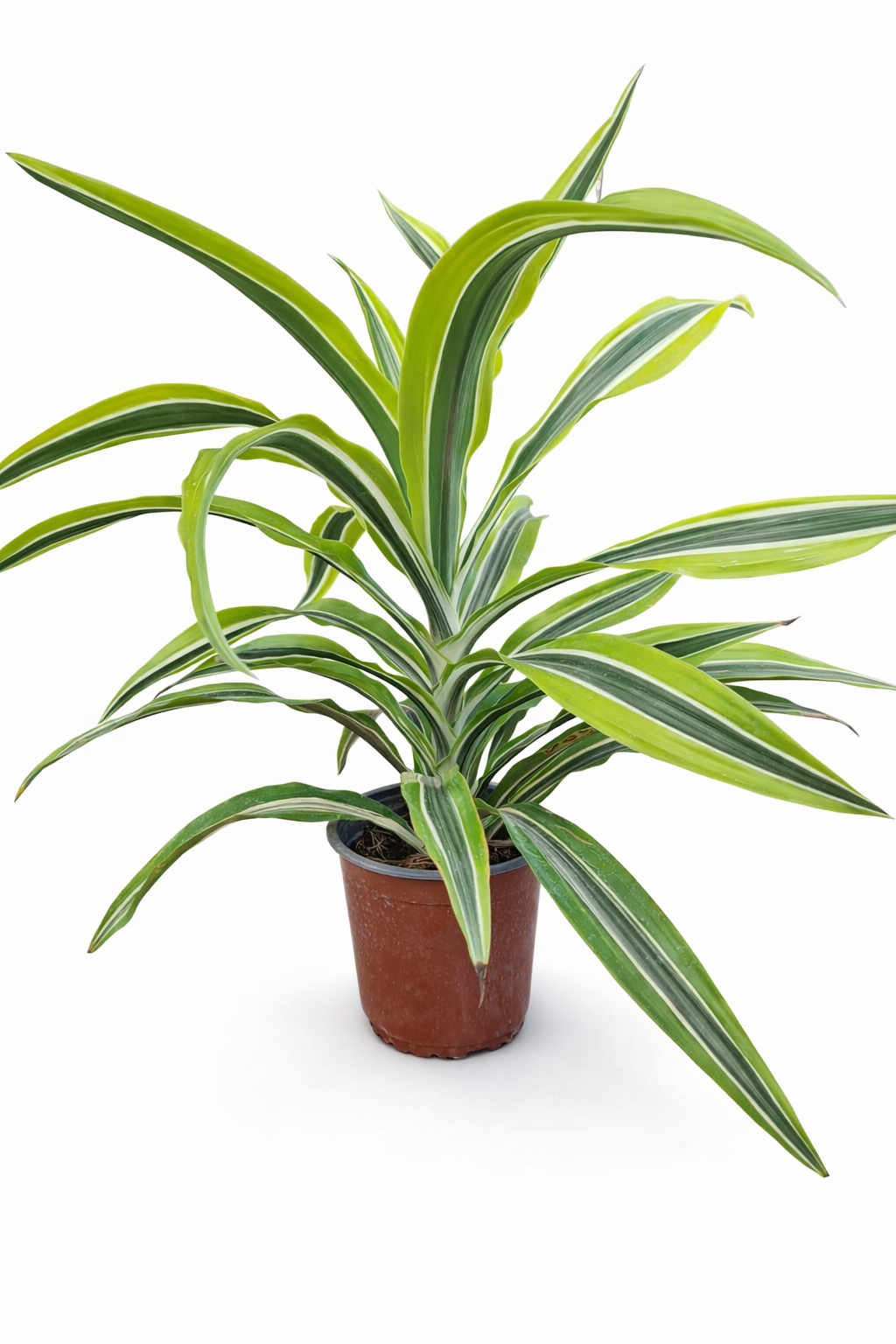 Dracena warneckii 30cm