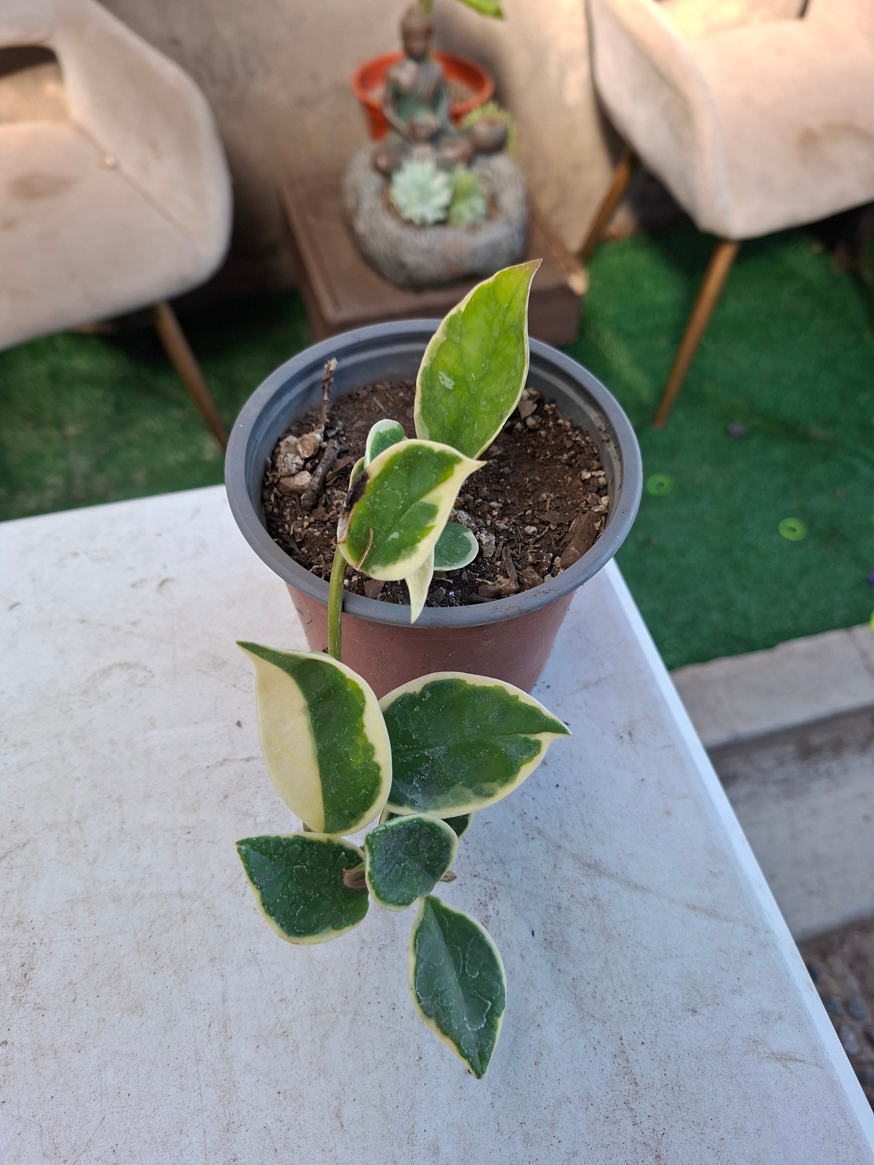 Clepia Variegada