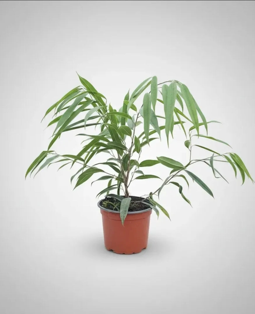 Ficus Ali