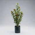 Árbol De Laurel (laurus Nobilis) Planta Aromática Comestible