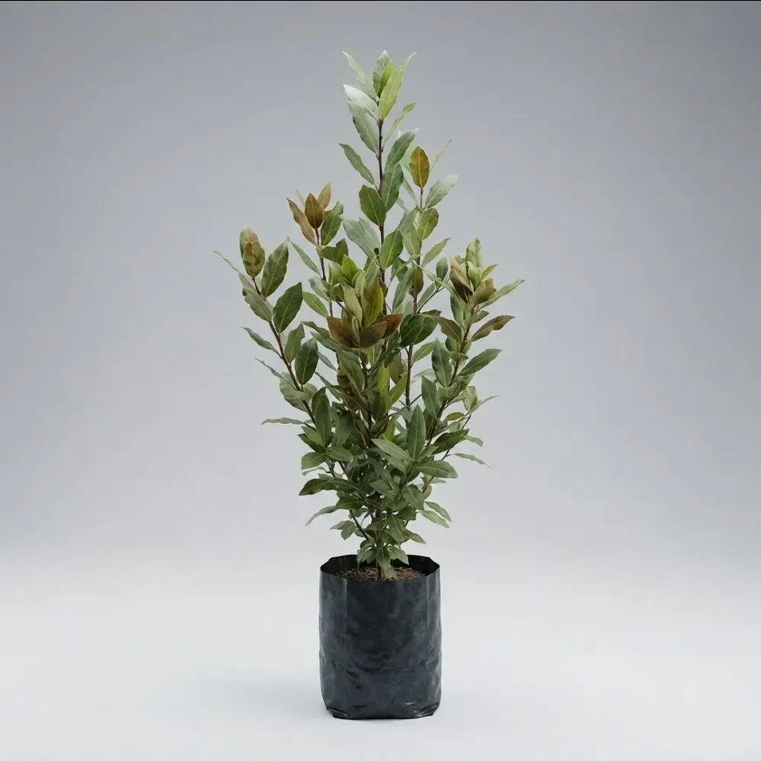 Árbol De Laurel (laurus Nobilis) Planta Aromática Comestible