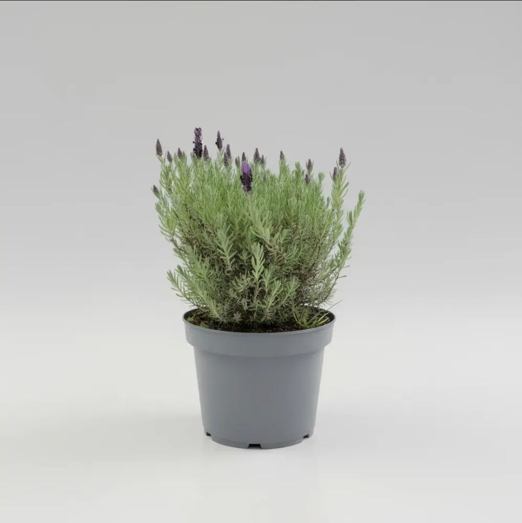 Lavanda Stoecha Grande