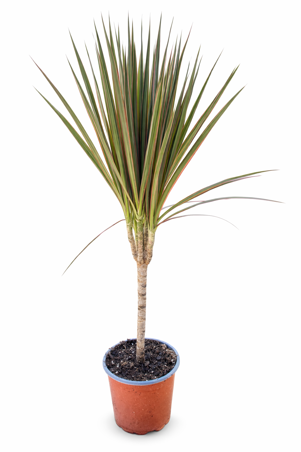 Dracena Marginata grande