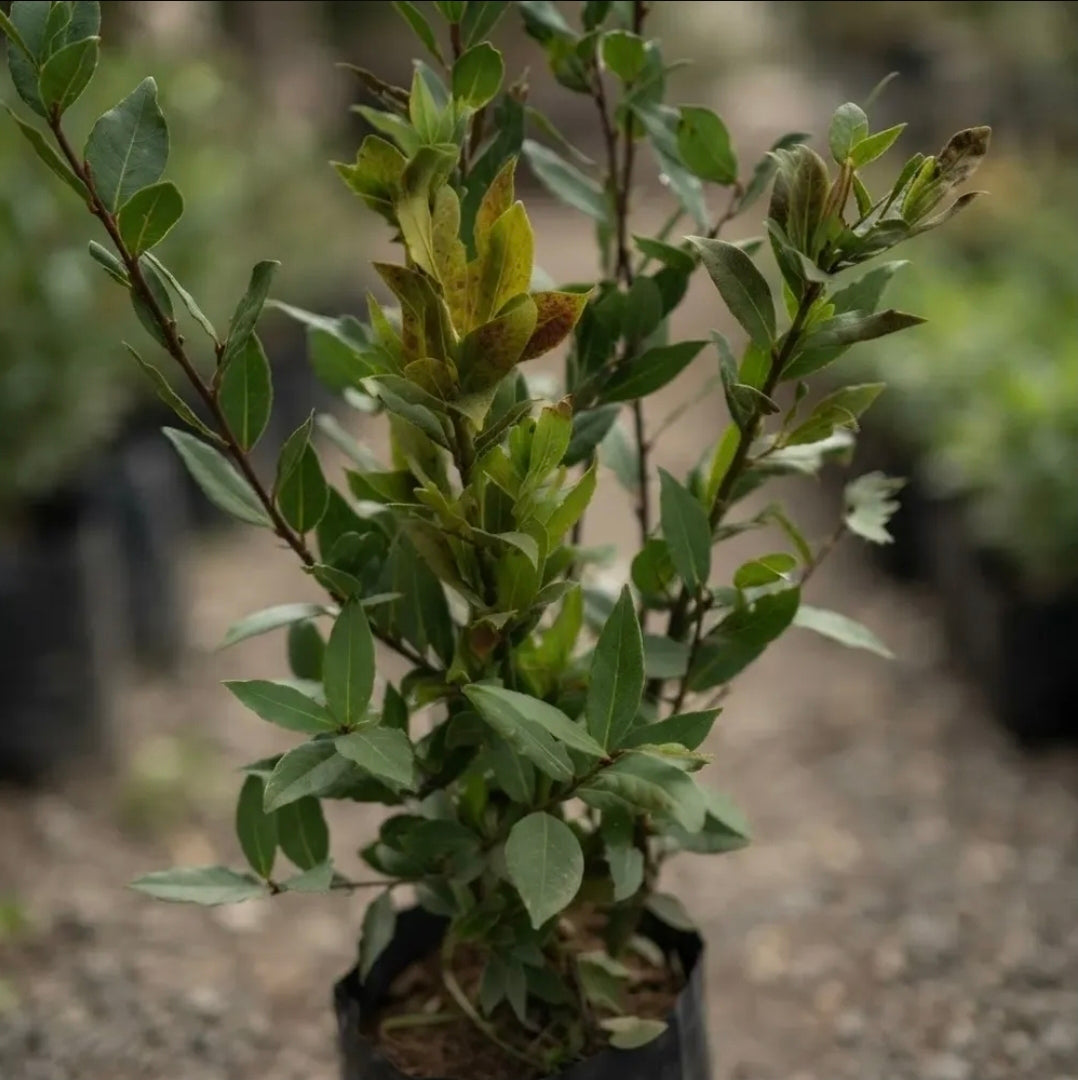 Árbol De Laurel (laurus Nobilis) Planta Aromática Comestible