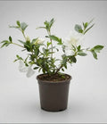 Azalea Pequeña Planta Ornamental
