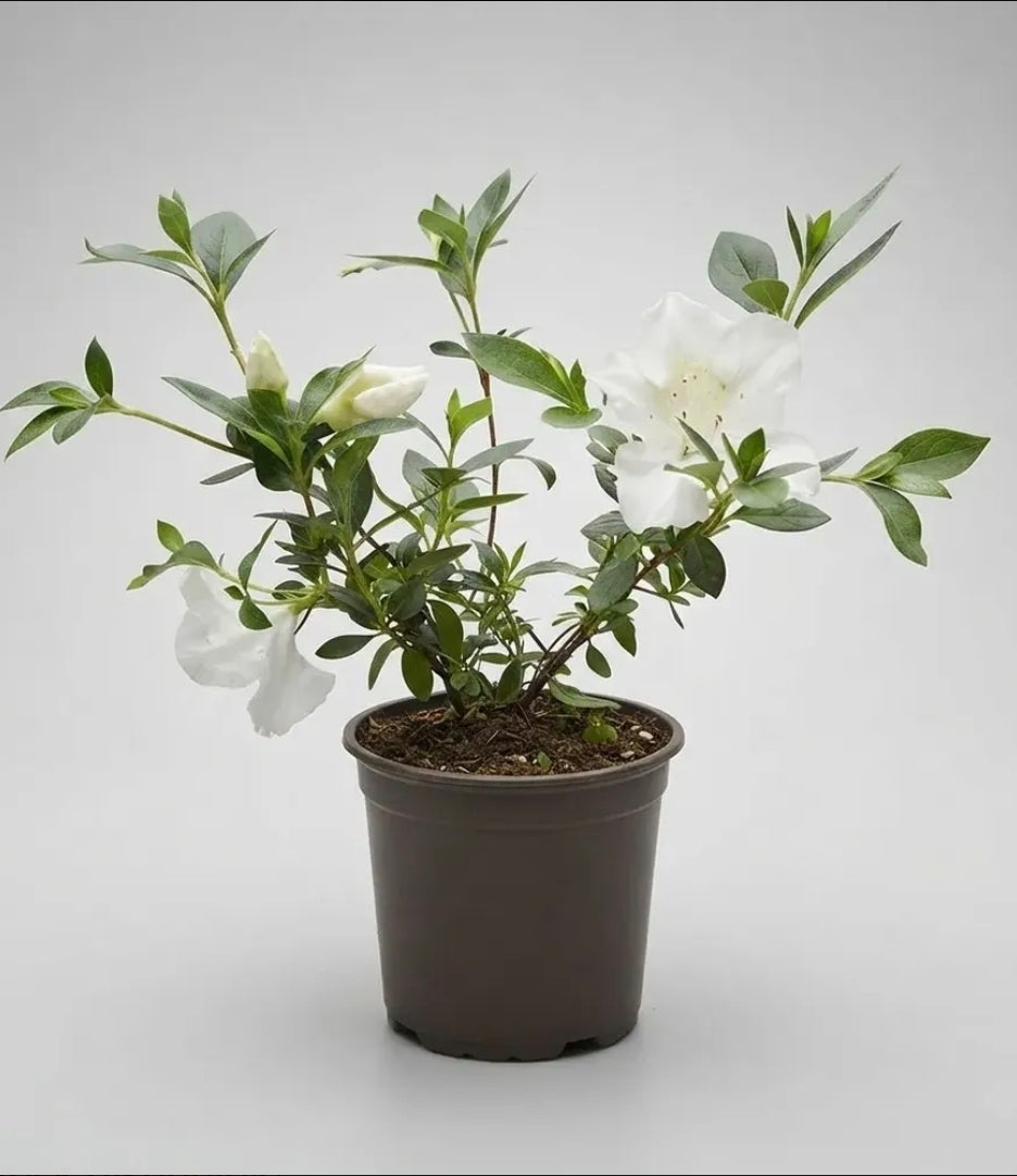 Azalea Pequeña Planta Ornamental