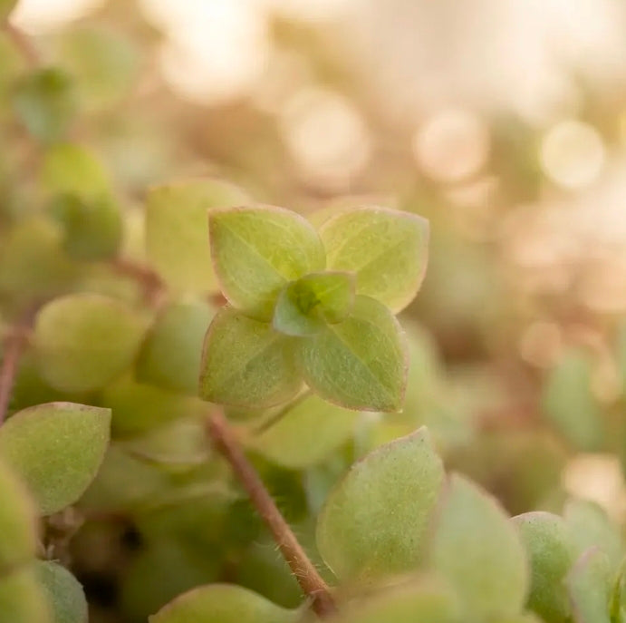 Crasula Pellucida Suculenta