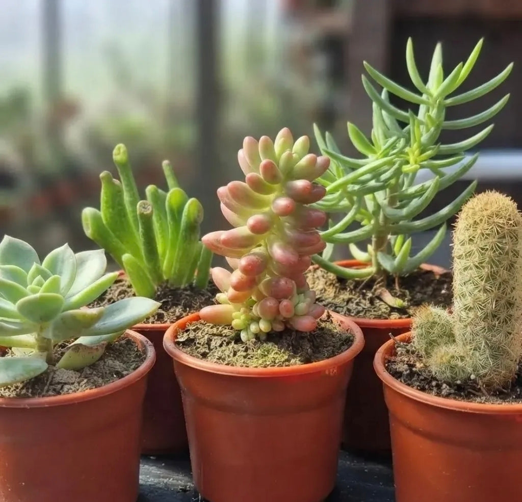 Set de 5 Suculentas | Especies Diferentes