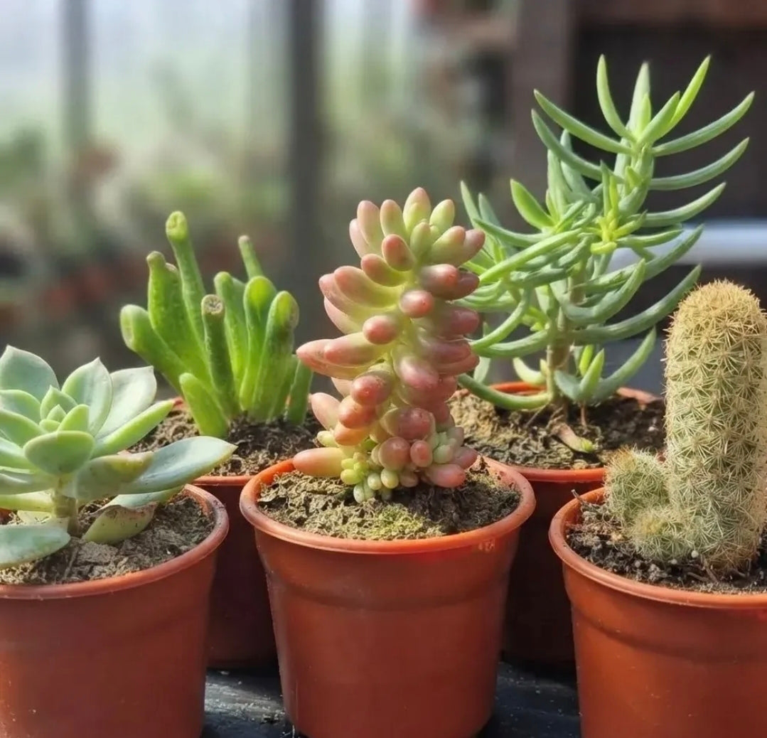 Set de 5 Suculentas | Especies Diferentes