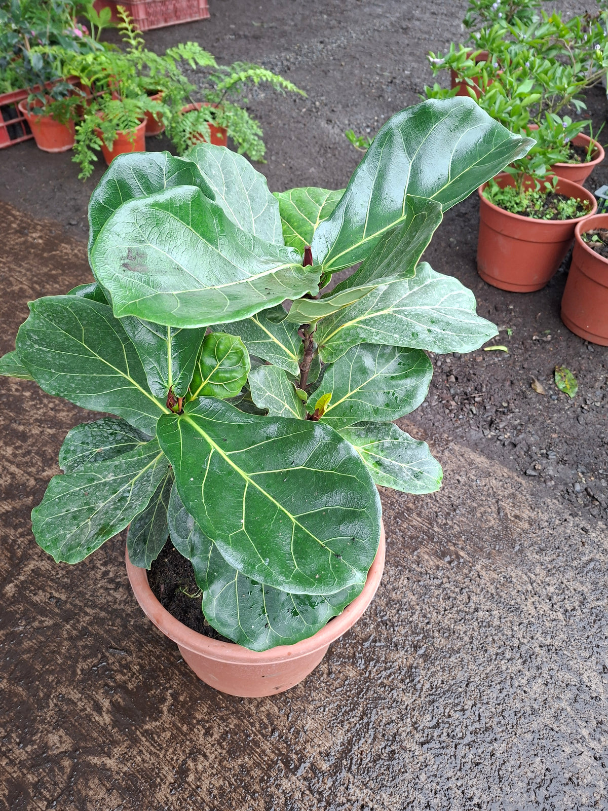 Ficus Lyrata Ramificado / Gomero Pera Grande 70cm