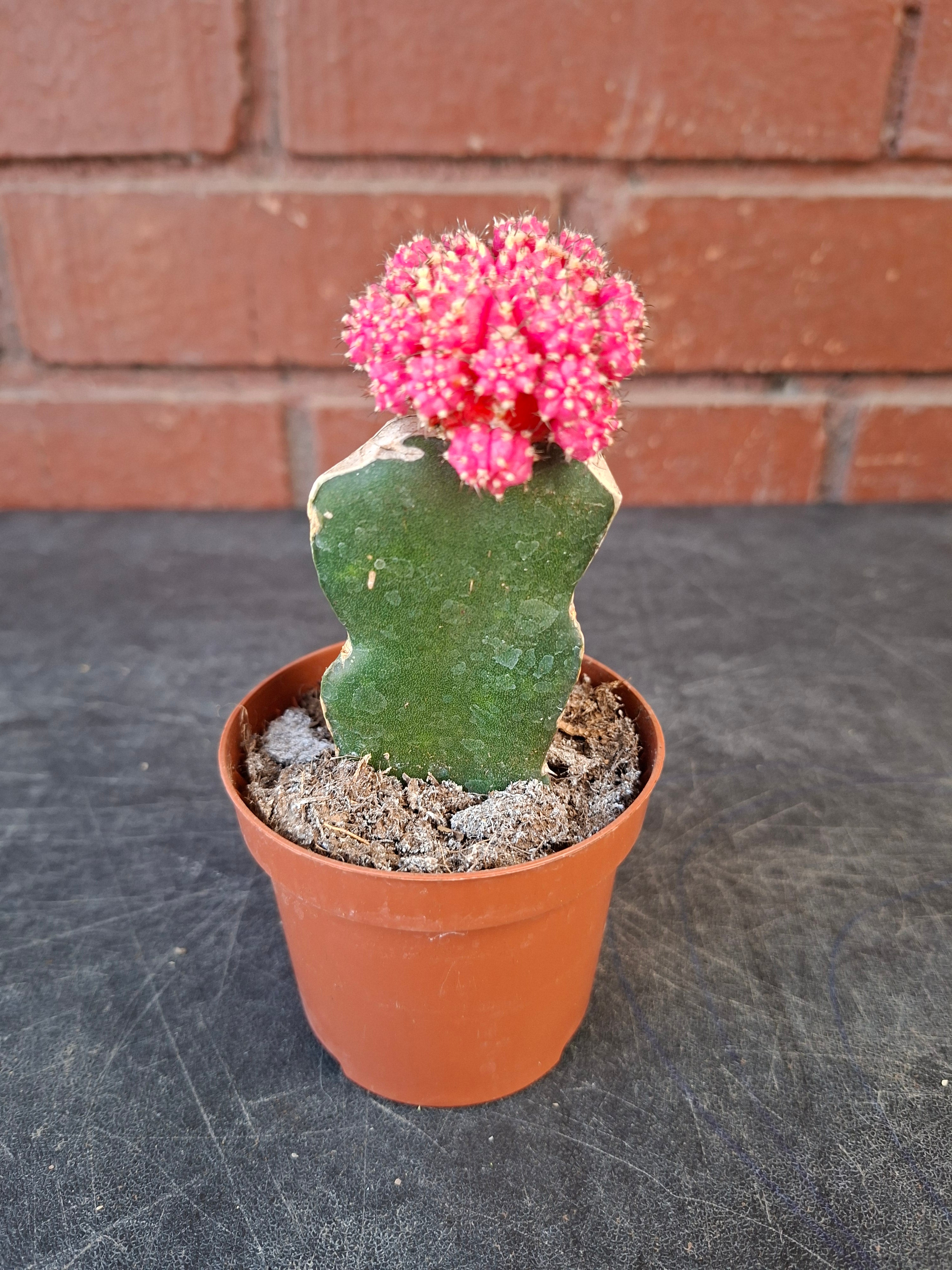 Cactus injertado