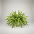 Helecho Espada/peineta Grande Planta Ornamental
