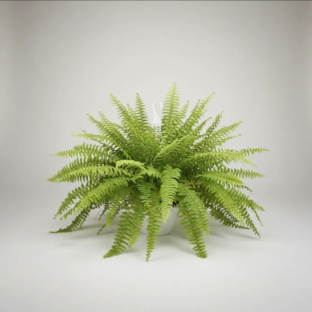 Helecho Espada/peineta Grande Planta Ornamental