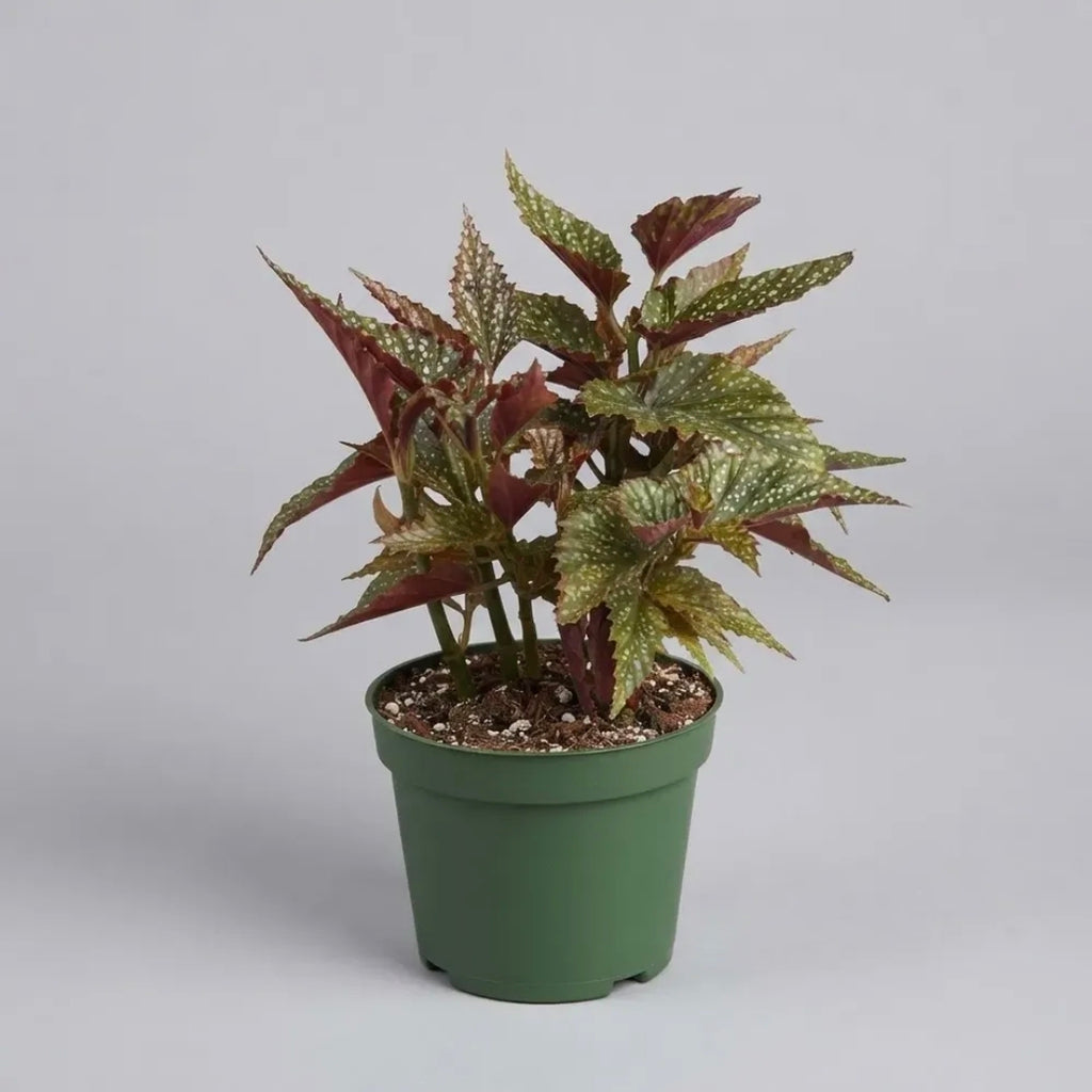 Begonia Alitas De Angel