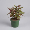 Begonia Alitas De Angel