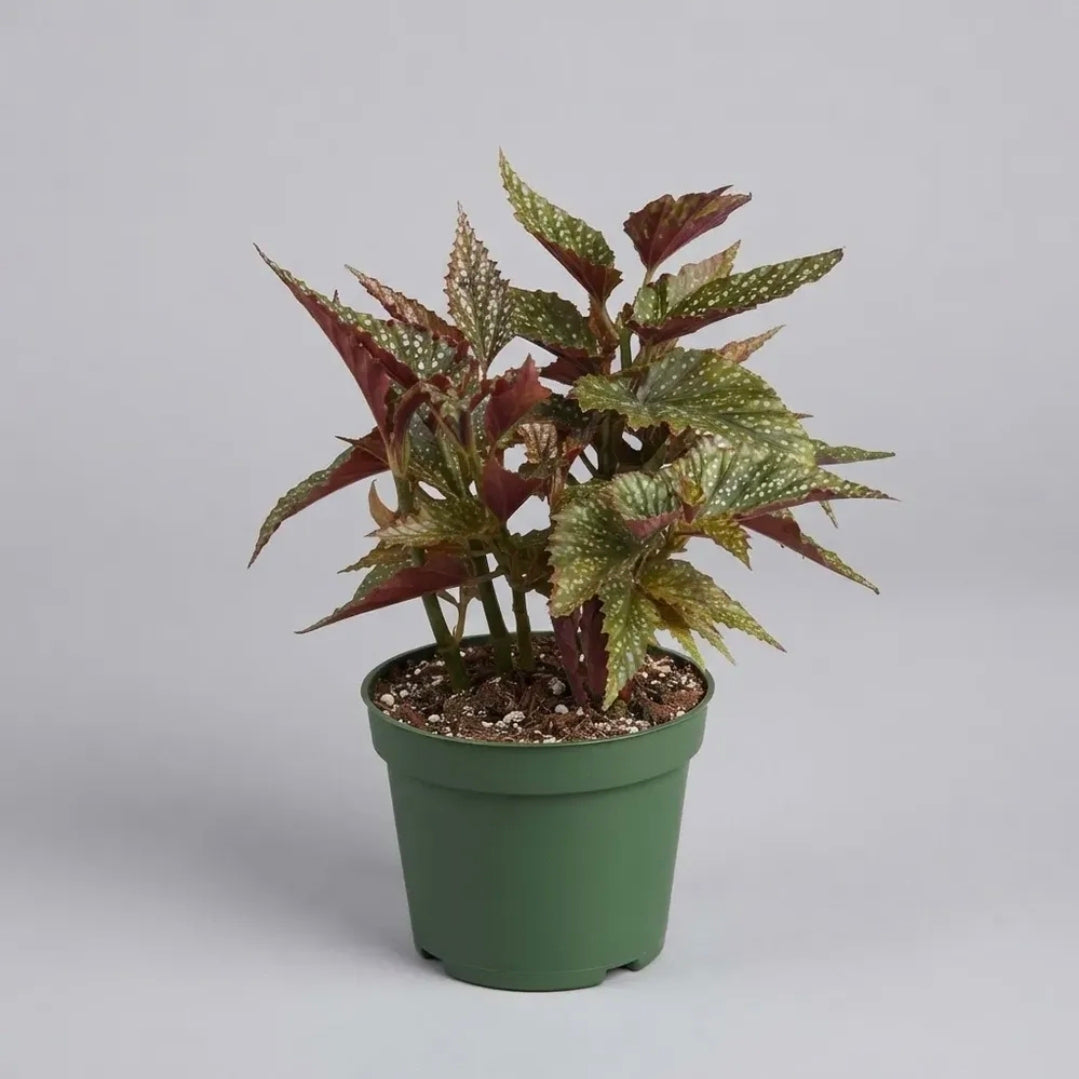 Begonia Alitas De Angel