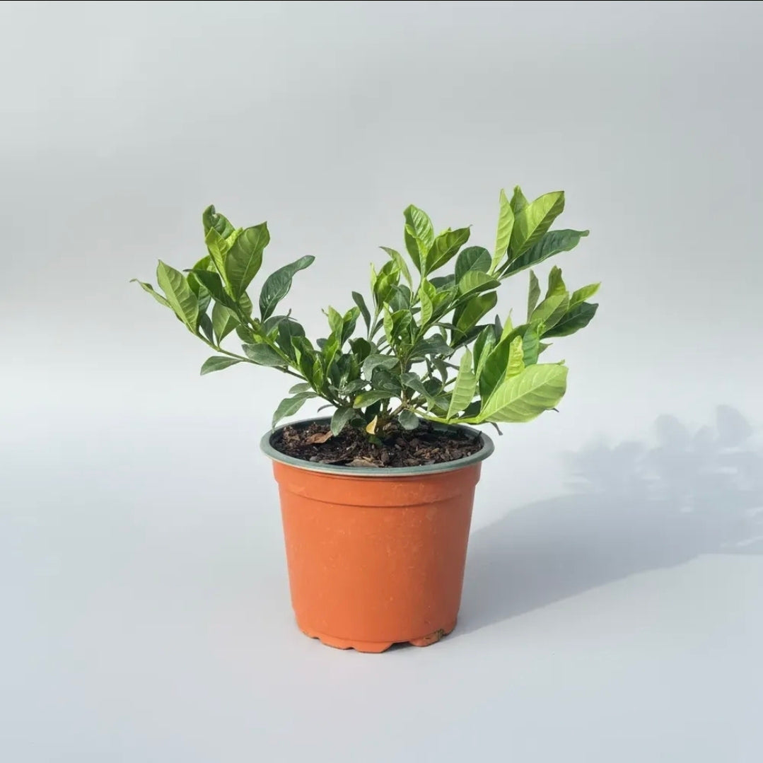 Jazmín Del Cabo/gardenia Grande