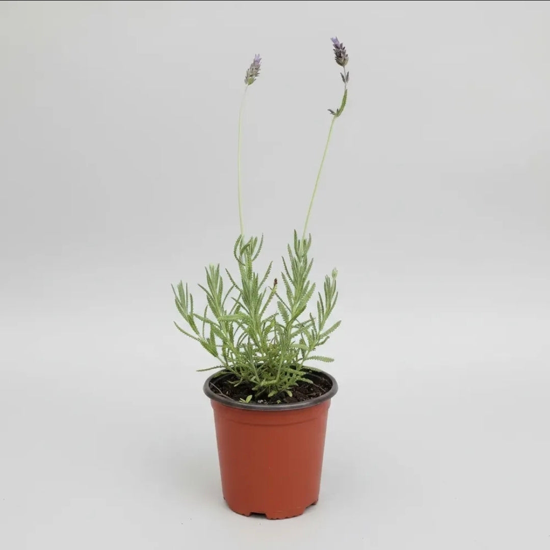 Lavanda Francesa Pequeña Hierba Aromática Y Medicinal