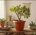 Arbol De Jade Grande / Arbol De La Abundancia