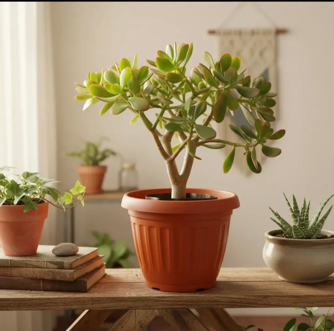 Arbol De Jade Grande / Arbol De La Abundancia