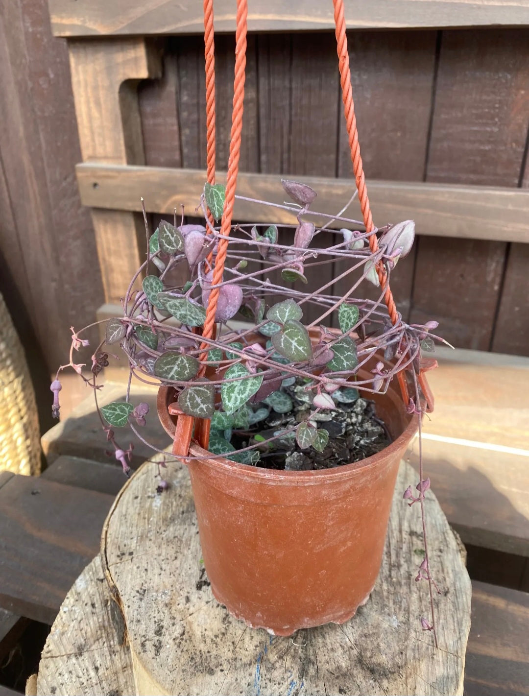 Ceropegia woodi