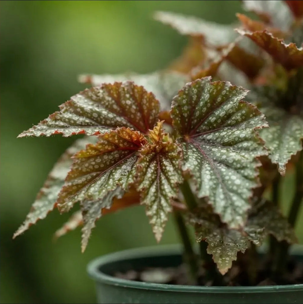 Begonia Alitas De Angel