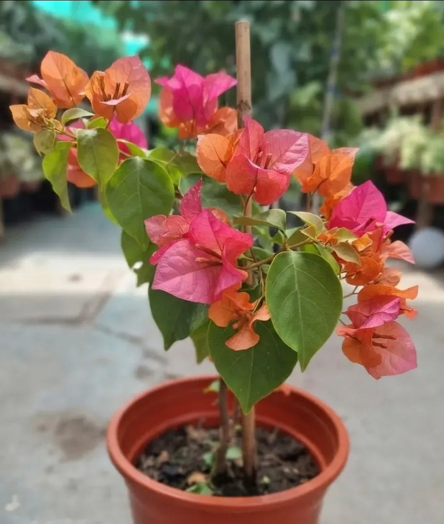 Bugambilia Pequeña Planta Trepadora Fucsia