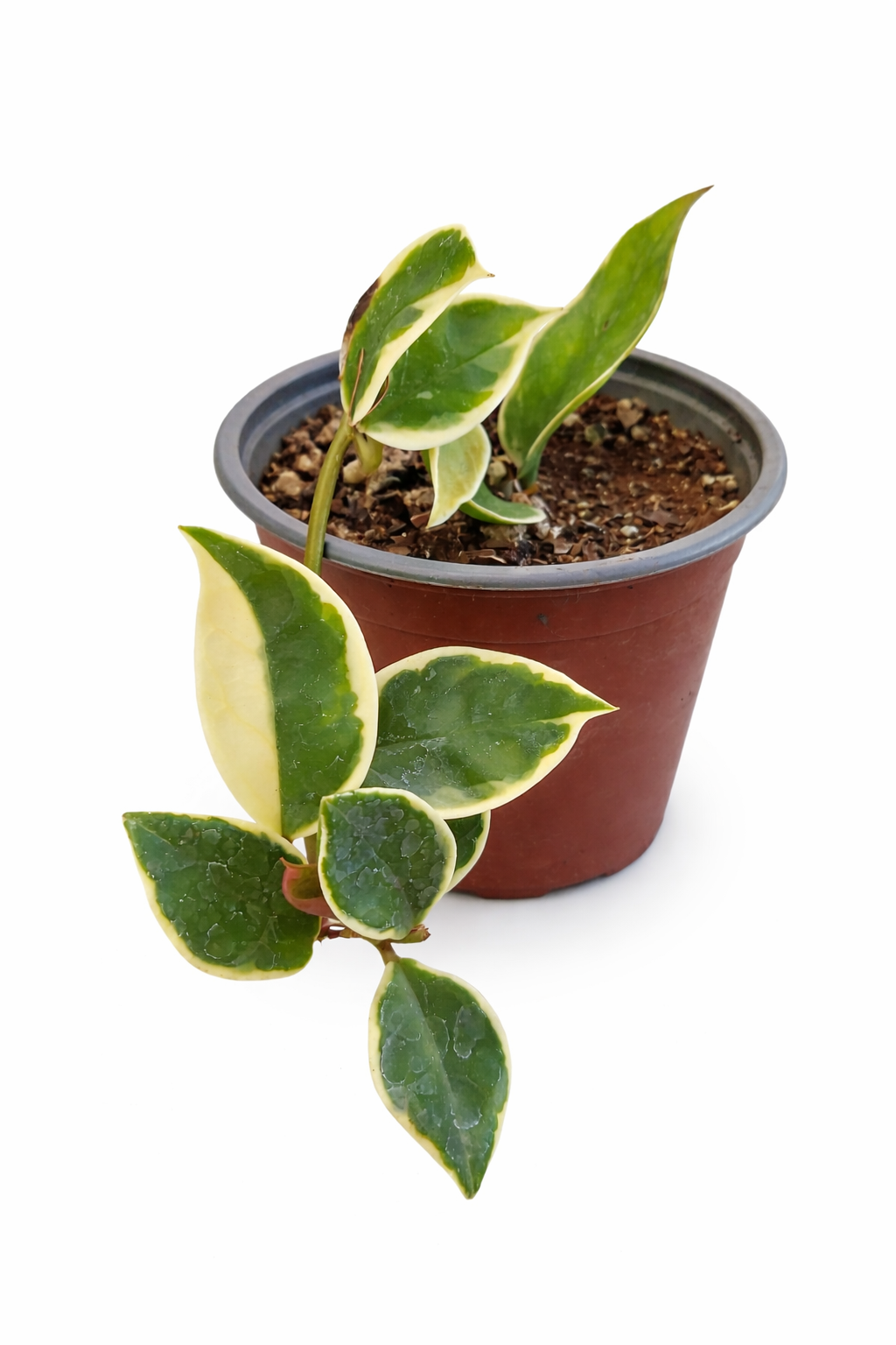 Clepia Variegada