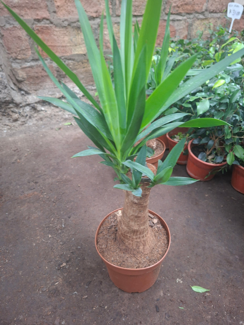 Yuca Pie De Elefante Palmera Interior Exclusiva Ornamental