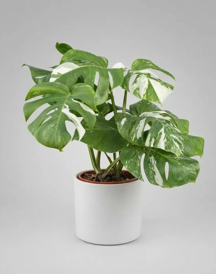 Monstera Deliciosa Variegada | Planta de Interior