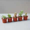 Set de 5 Suculentas | Especies Diferentes