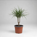 Dracena Marginata Palmera Interior Pequeña