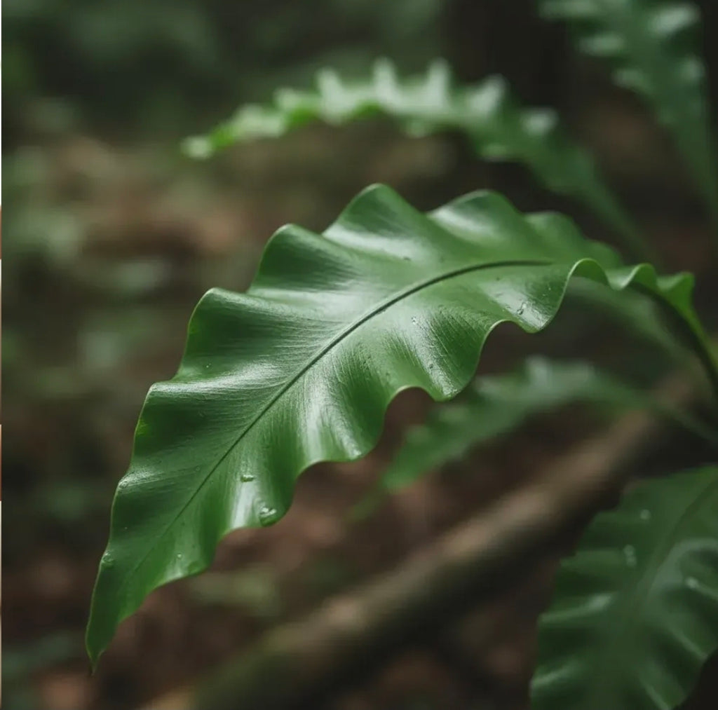 Helecho Asplenium Nido De Aves