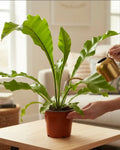 Helecho Asplenium Nido De Aves