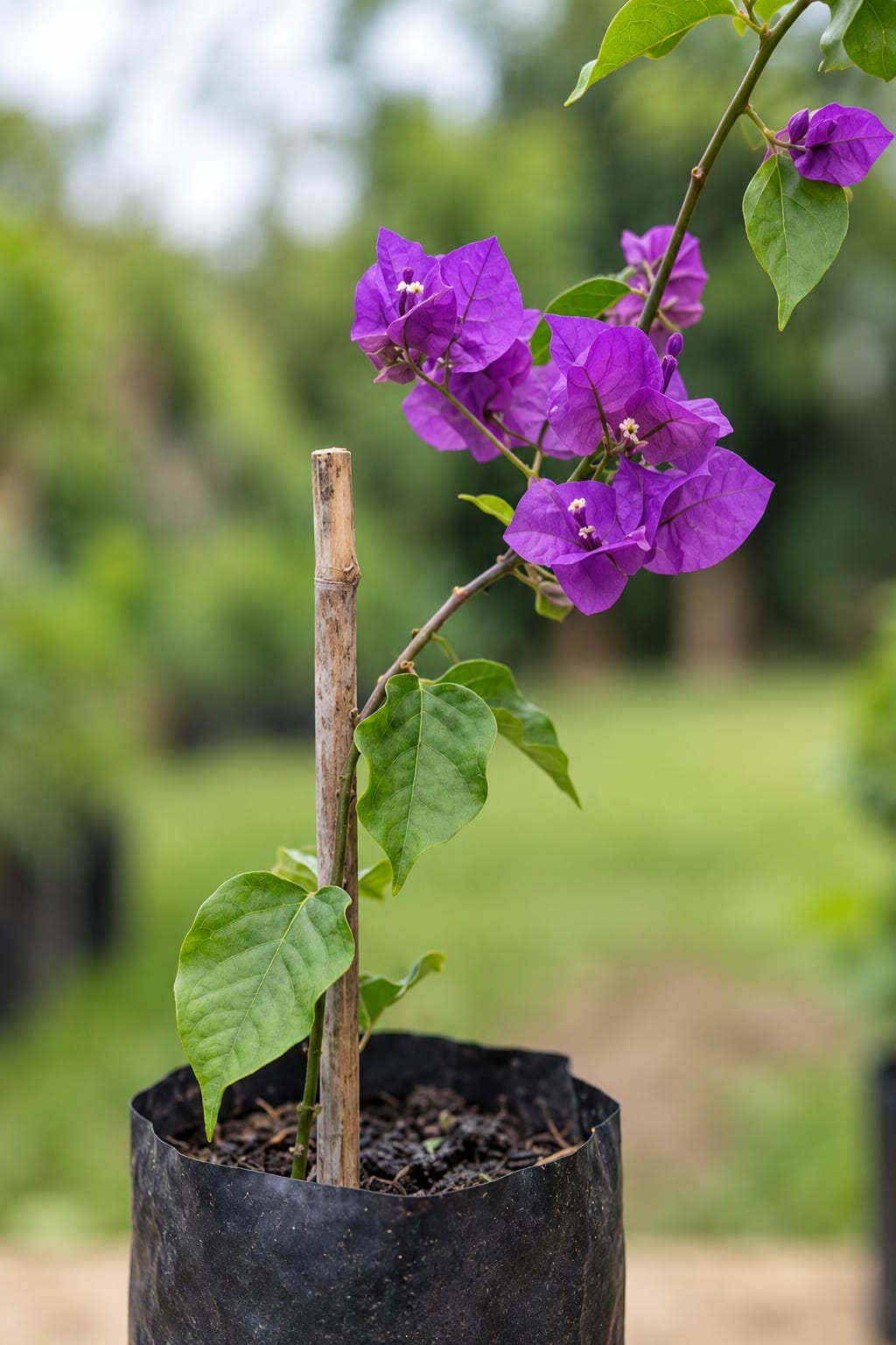 Bugambilia Pequeña Planta Trepadora Violeta