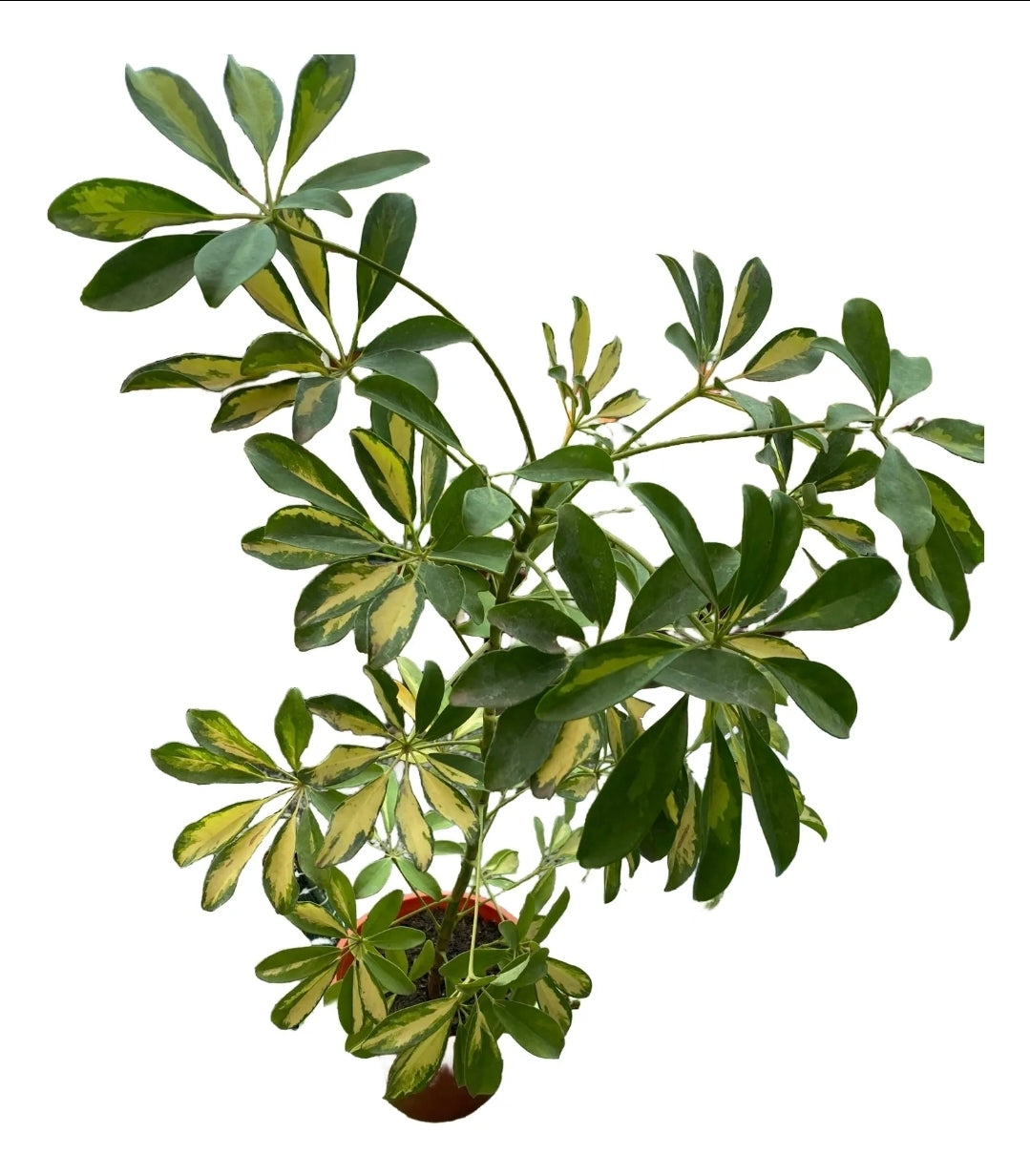 Cheflera variegada