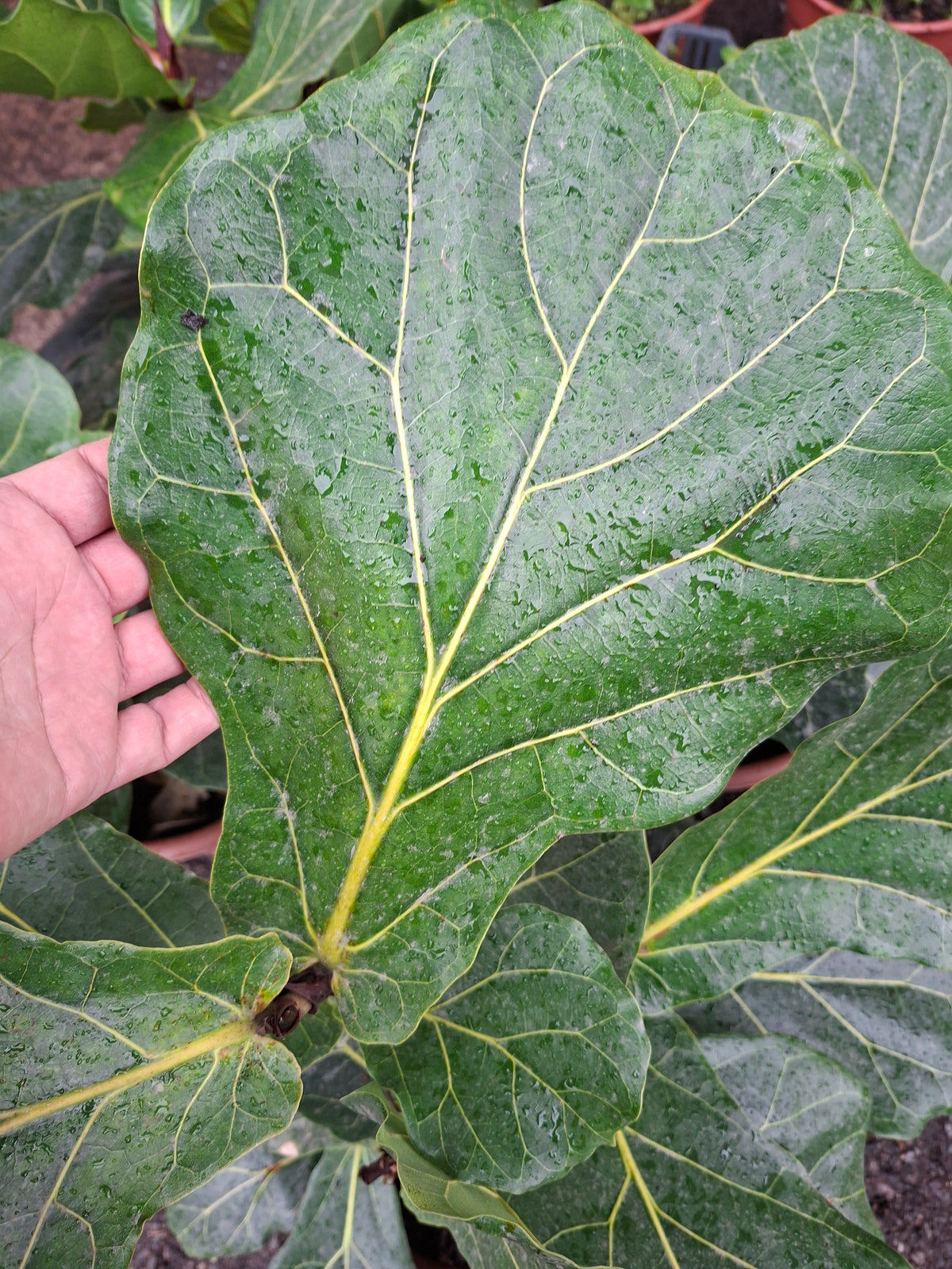 Ficus Lyrata Ramificado / Gomero Pera Grande 70cm
