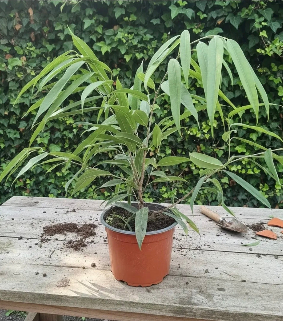 Ficus Ali