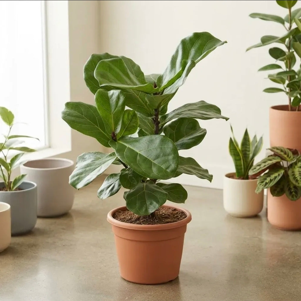 Ficus Lyrata Ramificado / Gomero Pera Grande 70cm