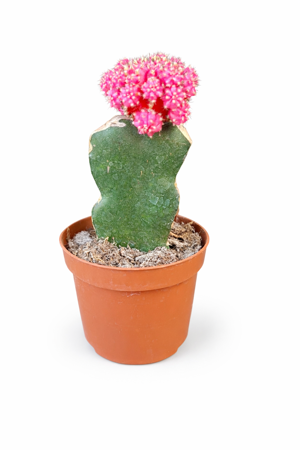 Cactus injertado